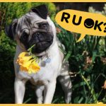 Photo of Albert the Put with his head cocked and yellow flowers in his mouth, and a speech bubble saying 